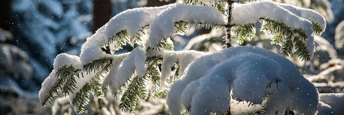 Que semer en décembre liste des semis de fruits et légumes qu'il est possible de faire en hiver