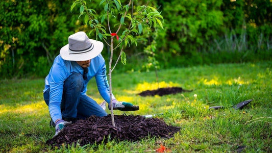QUELS FRUITIERS PLANTER MAINTENANT