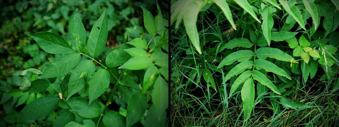 Sureau Yèble ou Sureau Noir différences sambucus nigra sambucus ebulus éviter les confusions