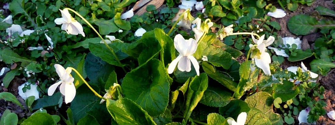 Violette Blanche - Viola alba