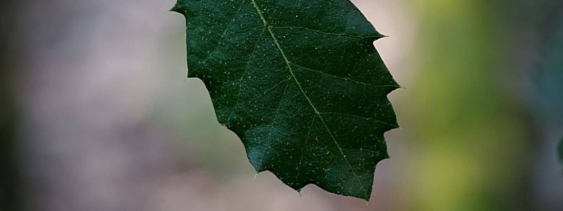 chêne vert feuille avec épine plante sauvage médicinale