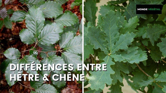 HÊTRE OU CHÊNE : COMMENT FAIRE LA DIFFÉRENCE ?
