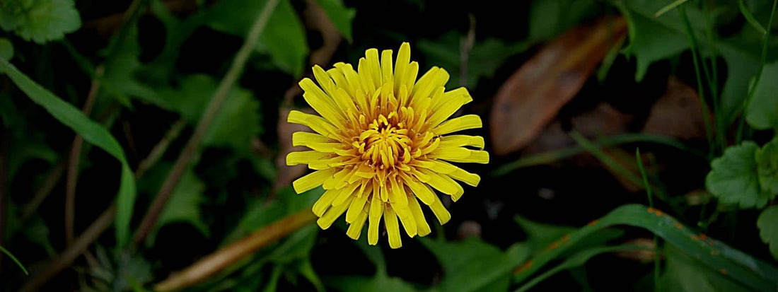 Fleurs jaunes d'un capitule de pissenlit pour symboliser les fleurs jaunes de France.