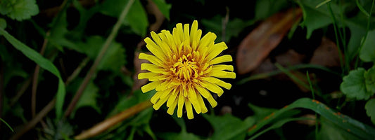 Fleurs jaunes d'un capitule de pissenlit pour symboliser les fleurs jaunes de France.
