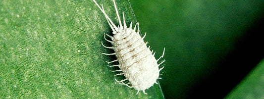 insectes ravageurs de l'olivier