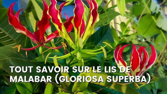 LIS DE MALABAR (GLORIOSA SUPERBA)