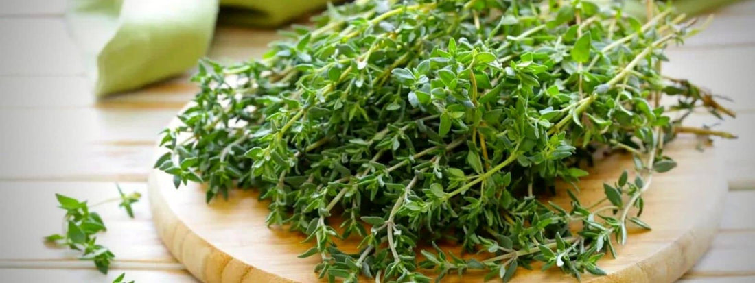 liste des espèces de Thym (Thymus)