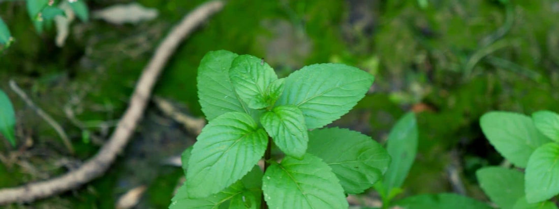 menthe aquatique mentha aquatica une des variétés de menthes les plus communes