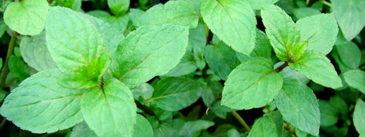 menthe sauvage toxique ou comestible
