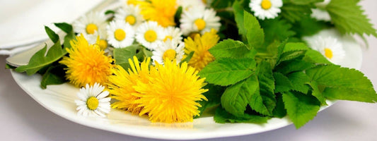 plantes sauvages comestibles de France