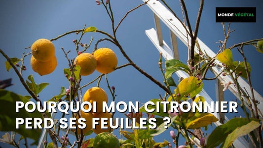 POURQUOI MON CITRONNIER PERD SES FEUILLES ?