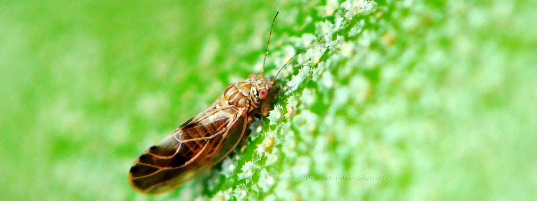 psylle comment reconnaître, prévenir et lutter contre les dégâts des psylles, ces insectes ravageurs des cultures