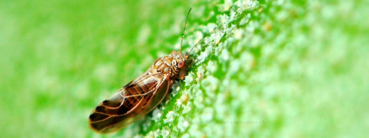 psylle comment reconnaître, prévenir et lutter contre les dégâts des psylles, ces insectes ravageurs des cultures