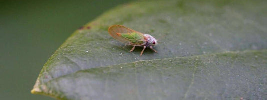psylle du buis reconnaître, prévenir et lutter contre les dégâts de cet insecte nuisible du Buis