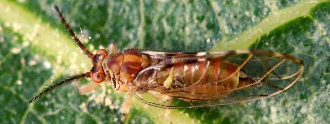 psylle du figuier reconnaissance dégâts symptômes lutte et traitement