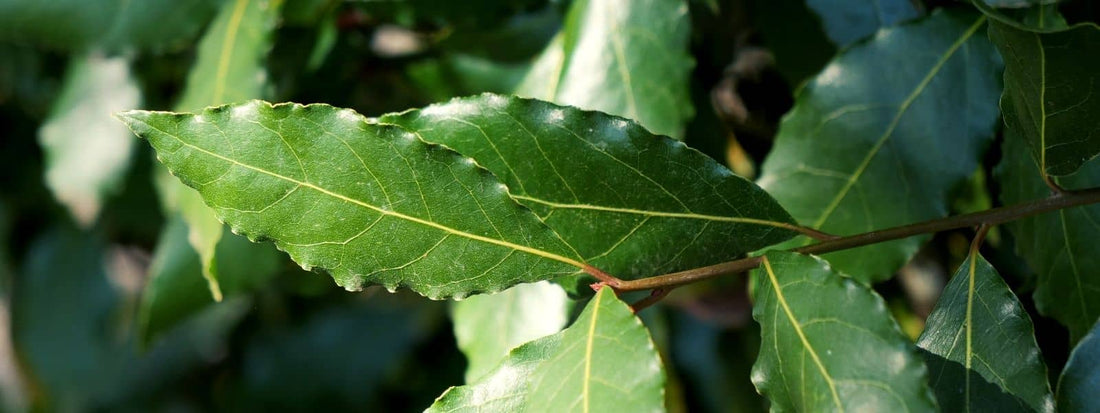 reconnaître le laurier sauce laurus nobilis