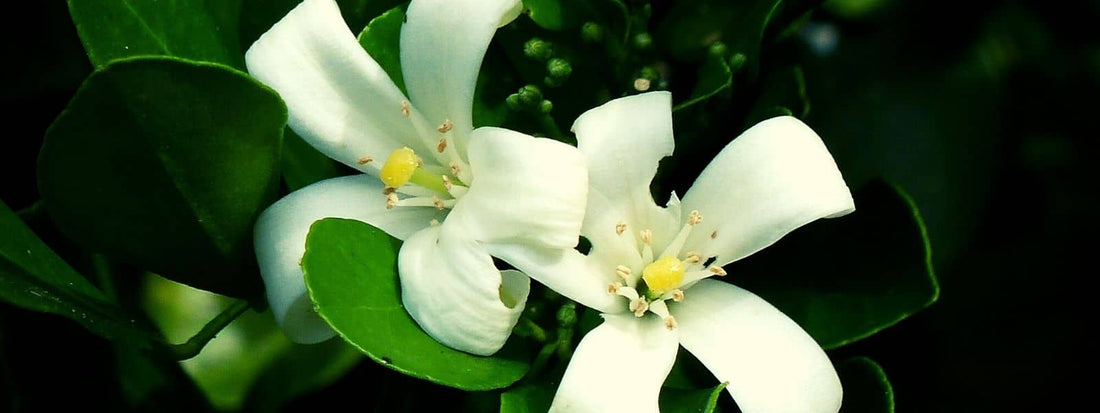 rutacées rutaceae famille botanique de plantes