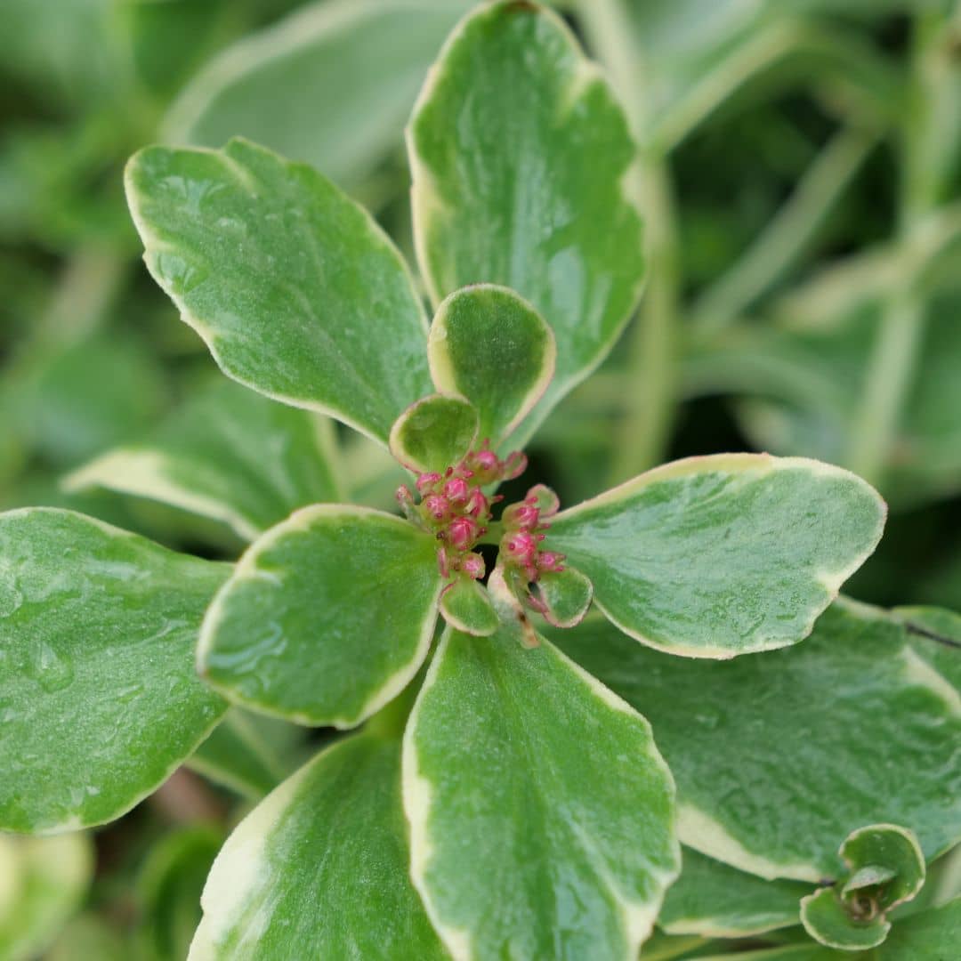 1 PLANT - Sedum Panaché du Kamtchatka (Sedum kamtschaticum). Livré en pot avec une hauteur de plante de 5 à 15 cm selon la saison. Godet de 7 cm avec tous les conseils de culture