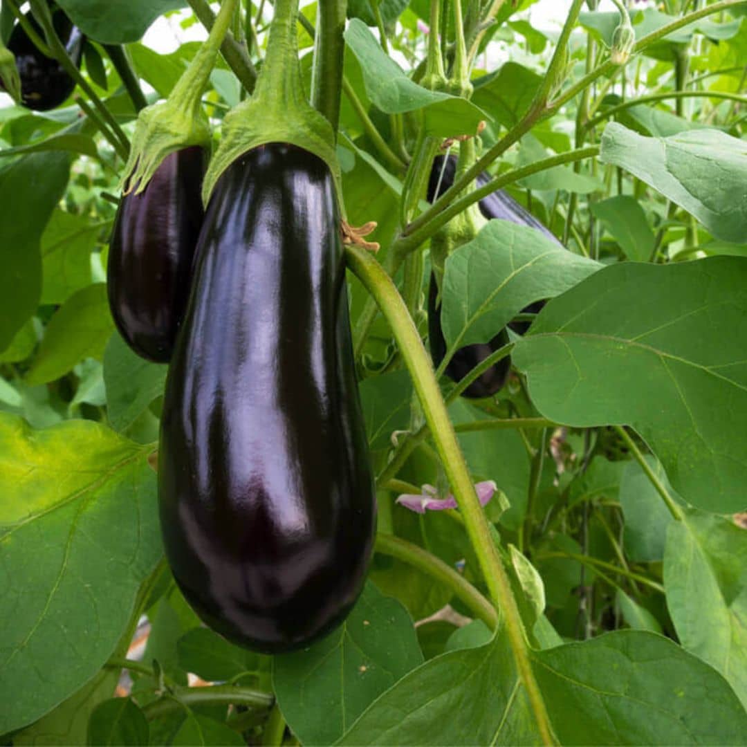 25 GRAINES d'Aubergine 'Black Beauty' (Solanum melongena) plantes potagères monde végétal