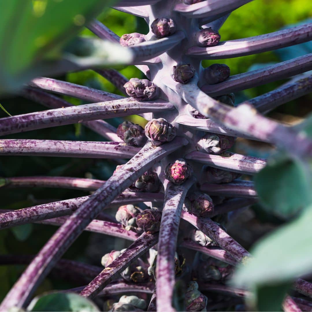 50 GRAINES - Chou de Bruxelles Violet Brassica oleracea var gemmifera red monde végétal