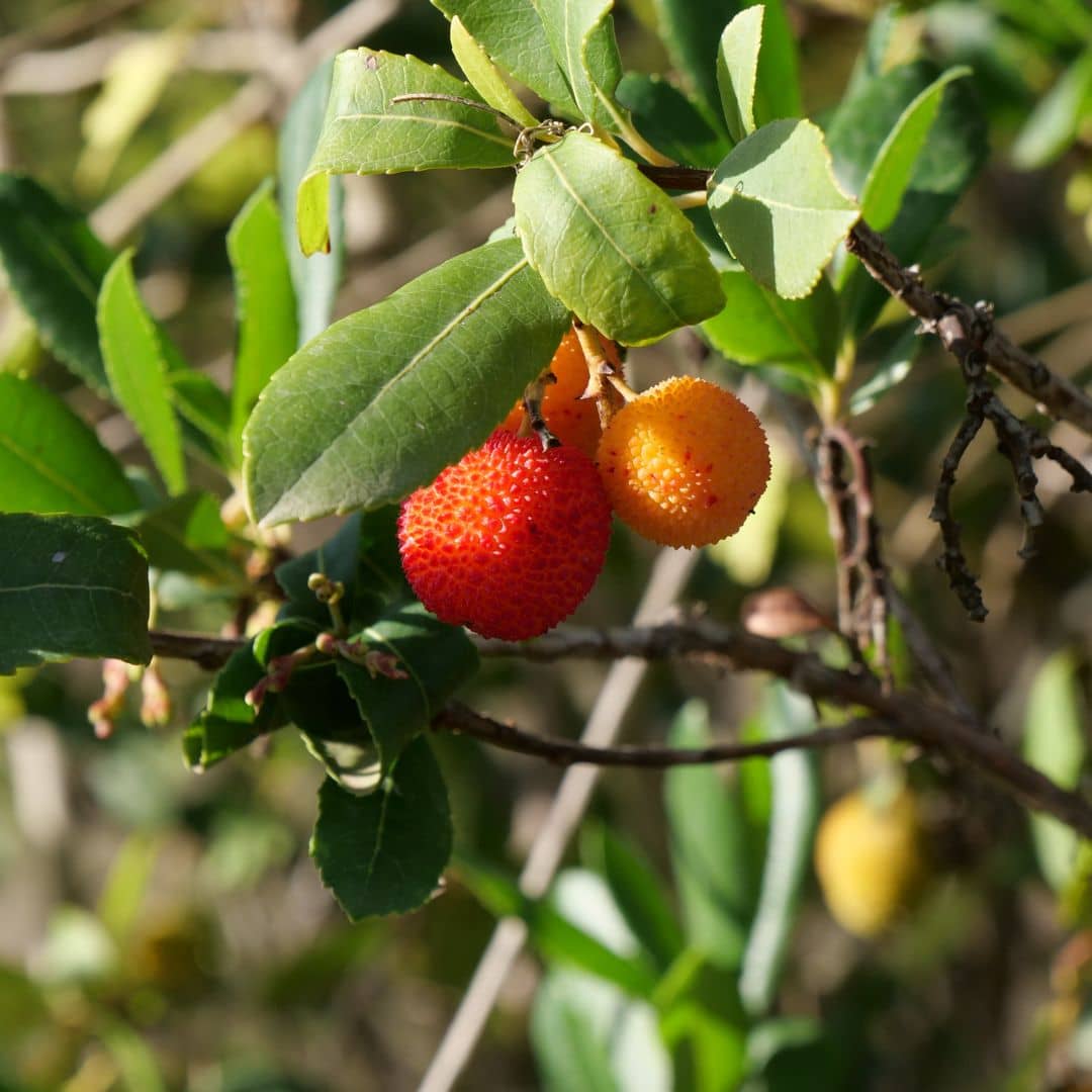 BABY PLANT Arbousier (Arbutus unedo) monde végétal 