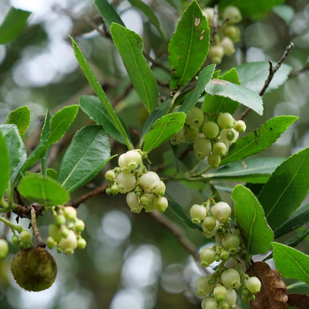 BABY PLANT Arbousier (Arbutus unedo) monde végétal  plantes méditerranéennes qui ne perd pas ses feuilles en hiver