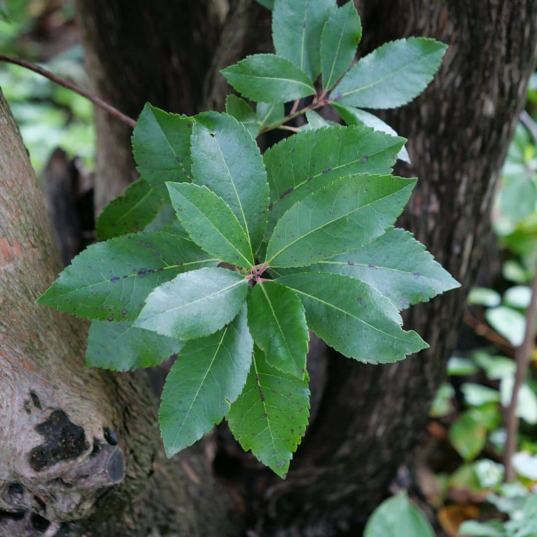 BABY PLANT Arbousier (Arbutus unedo) monde végétal plantes méditerranéennes résistantes à la sécheresse