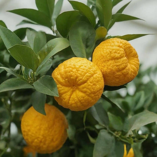 BABY PLANT Yuzu Citrus junos plants d'agrumes monde végétal