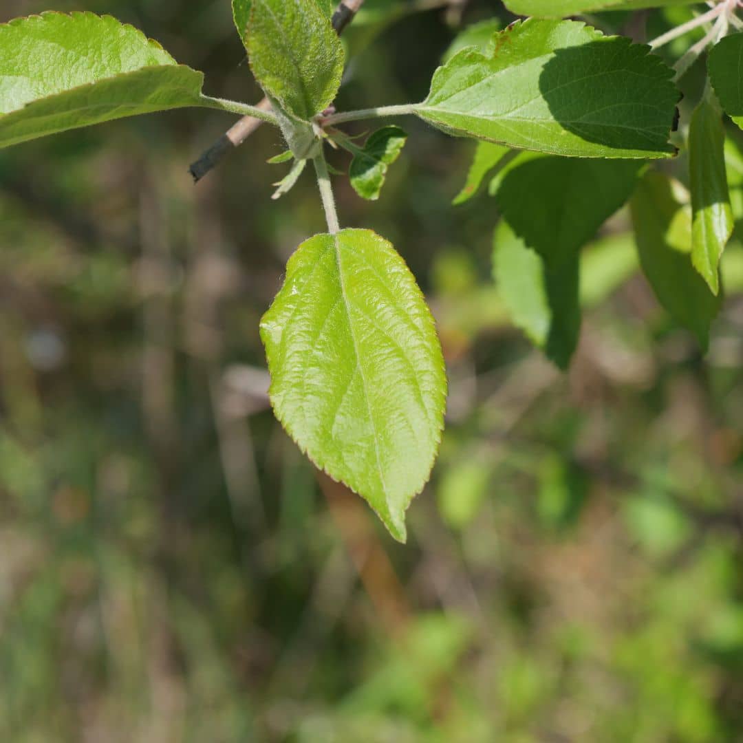 BABY PLANT arbustes à fruits comestibles monde végétal