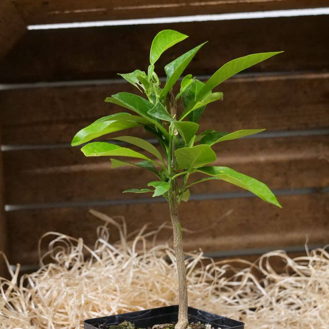 BABY PLANT Bigaradier Citrus aurantium agrume rare à cultiver monde vegetal plantes aromatiques rares à cultiver