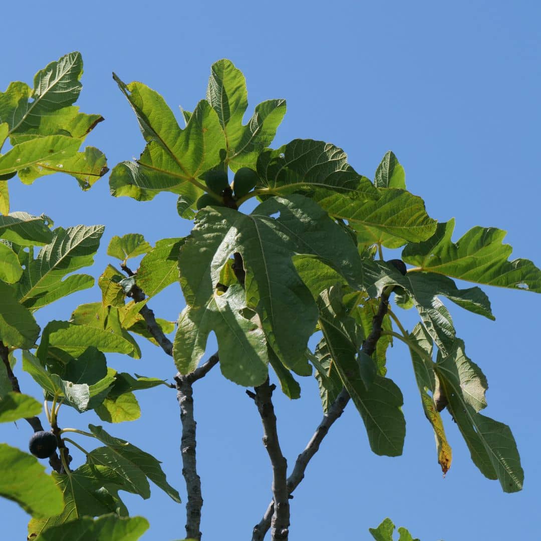 BABY PLANT Figuier commun Ficus carica monde végétal arbustes méditerranéens