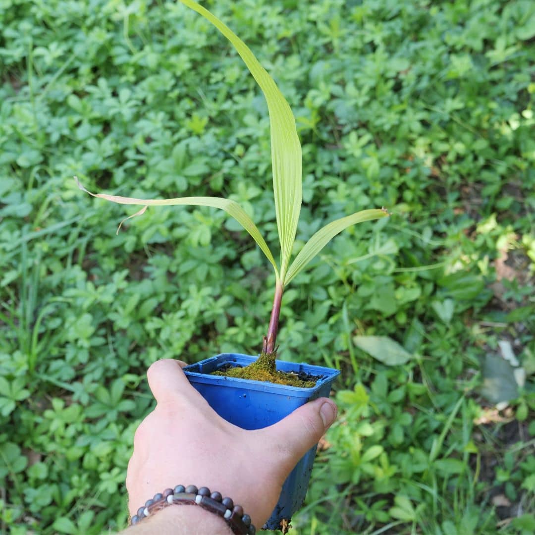 BABY PLANT Washingtonia robusta palmier jupon du mexique Palmier de Washington en pot monde vegetal
