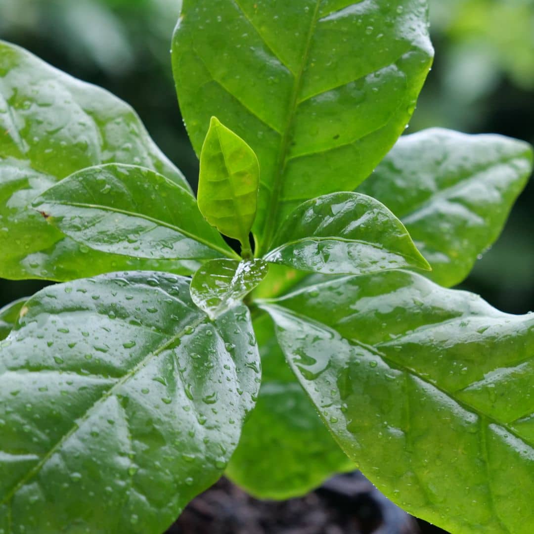 BABY PLANT de Café nain à cultiver coffea arabica nana monde vegetal