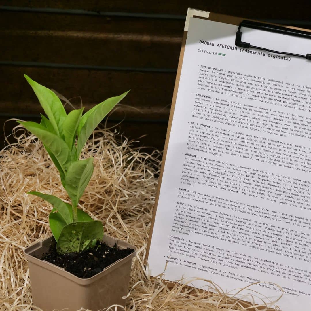 BABY PLANT de baobab africain adansonia digitata comment le cultiver avec monde vegetal semer planter récolter