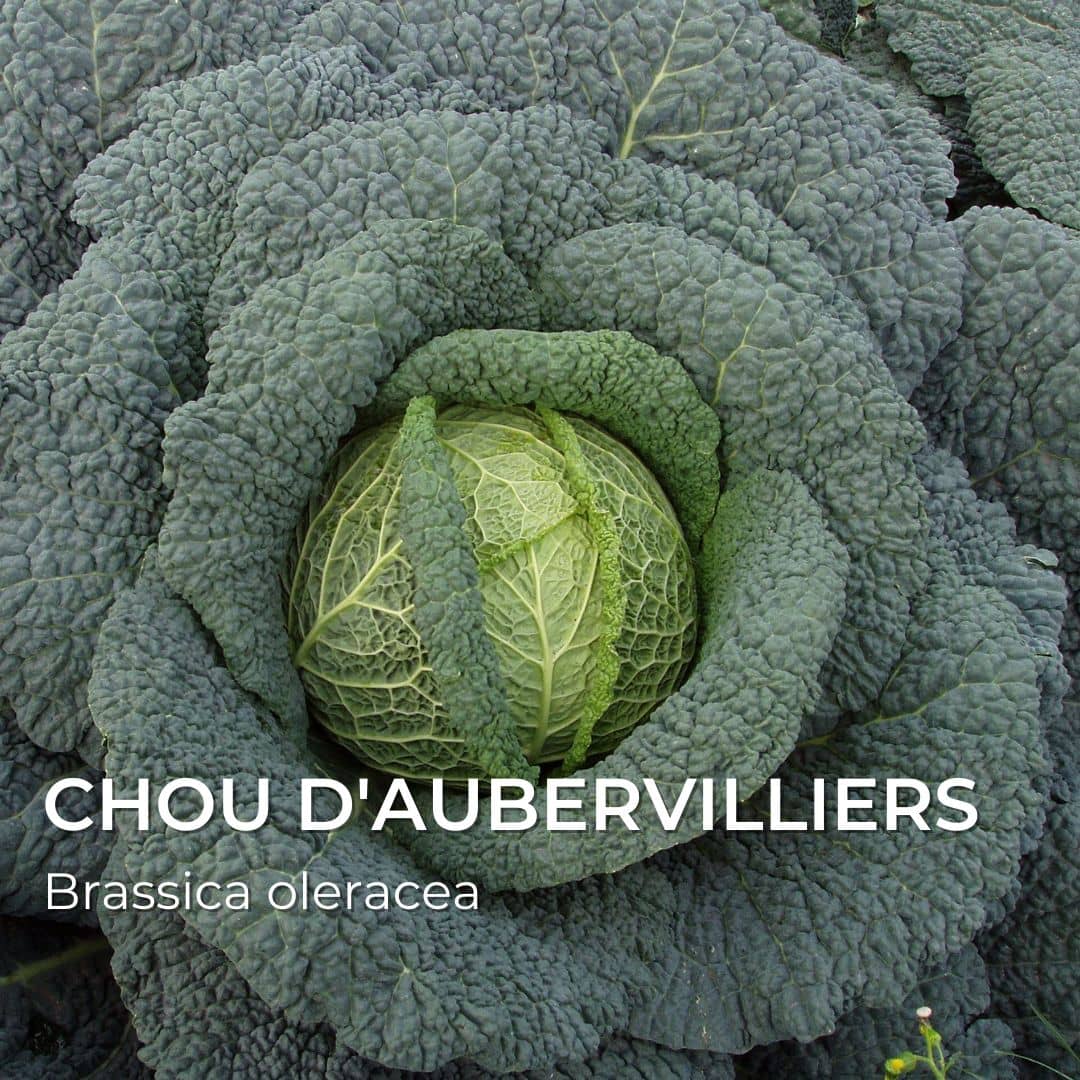 Chou d'Aubervilliers Brassica oleracea graines de collection de monde vegetal