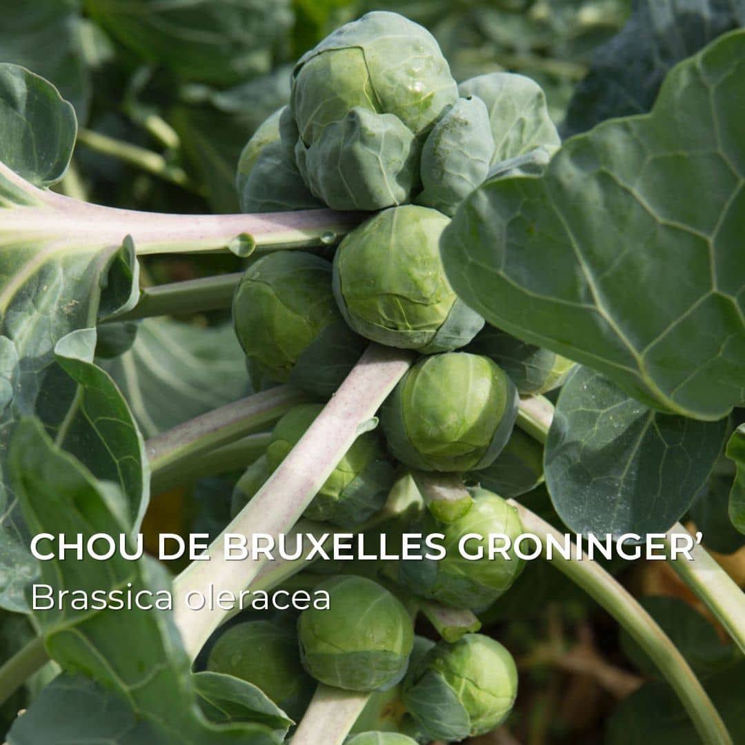 Chou de bruxelles Groninger’ Brassica oleracea à semer et cultiver dans les coffrets de semences à collection monde vegetal