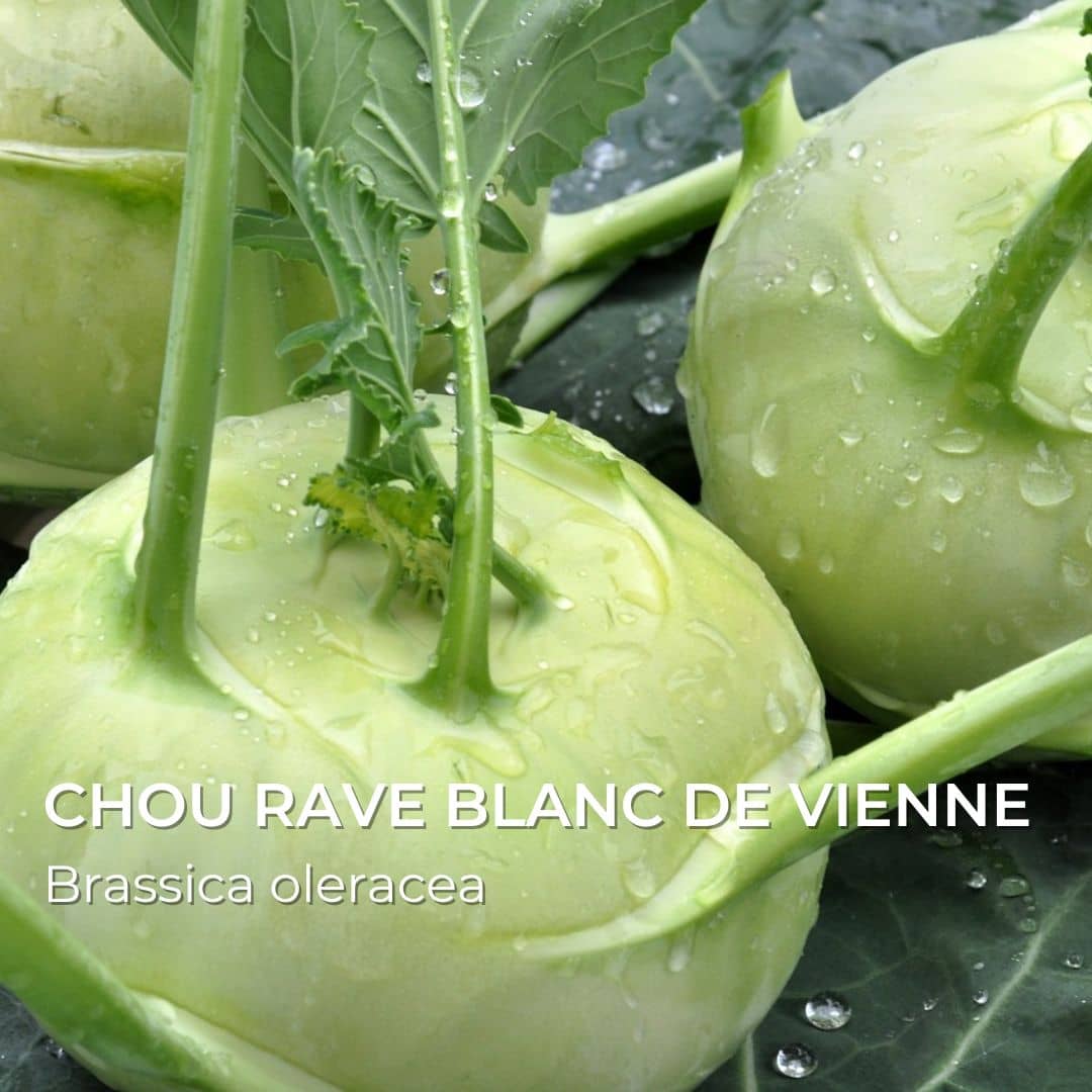 Chou rave blanc de vienne Brassica oleracea collection de graines potagères monde végétal