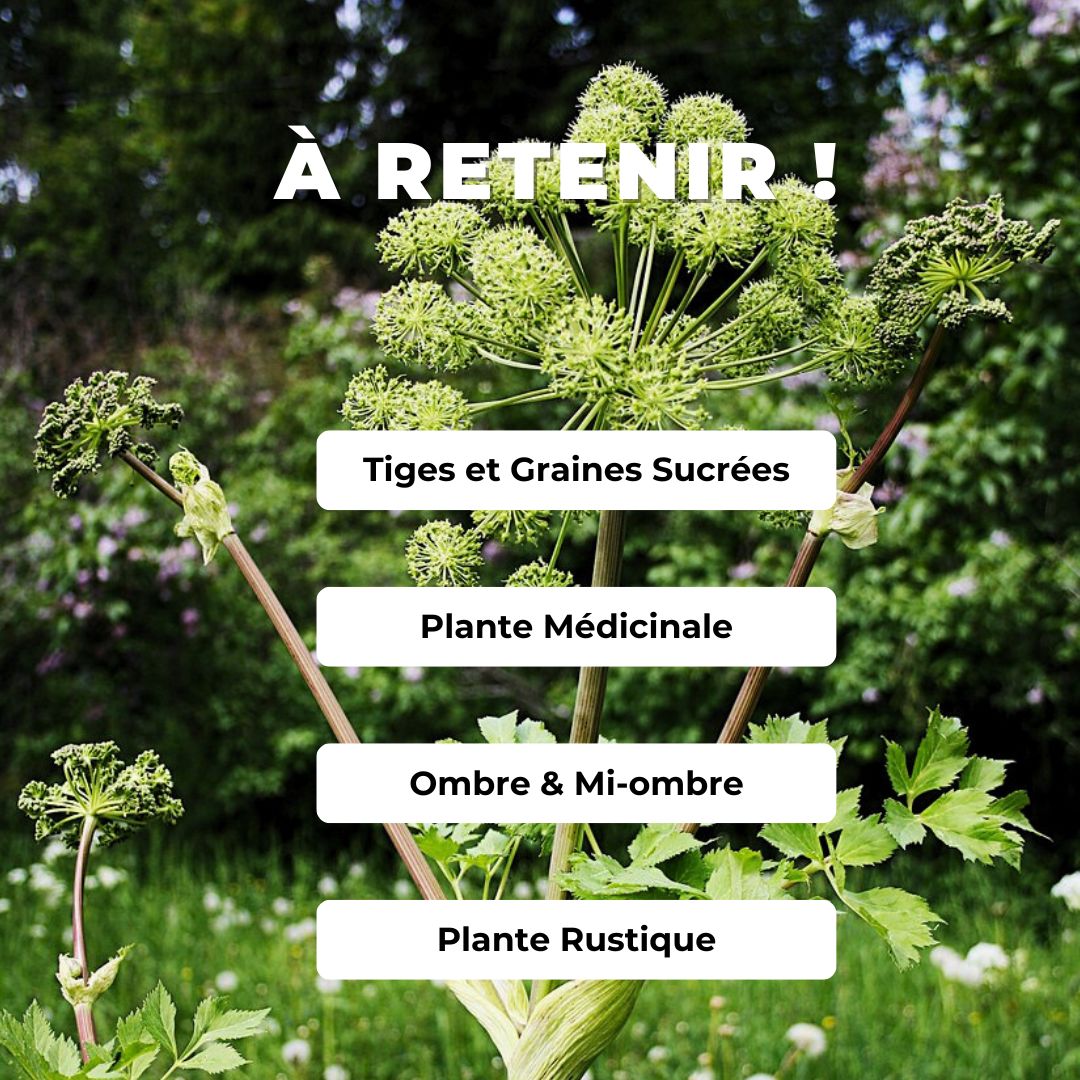 Comment cultiver l'Angélique Officinale Angelica archangelica monde végétal