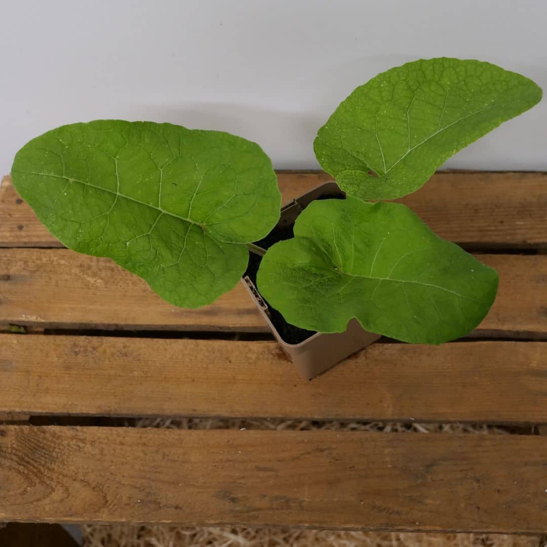 Comment cultiver la bardane monde vegetal