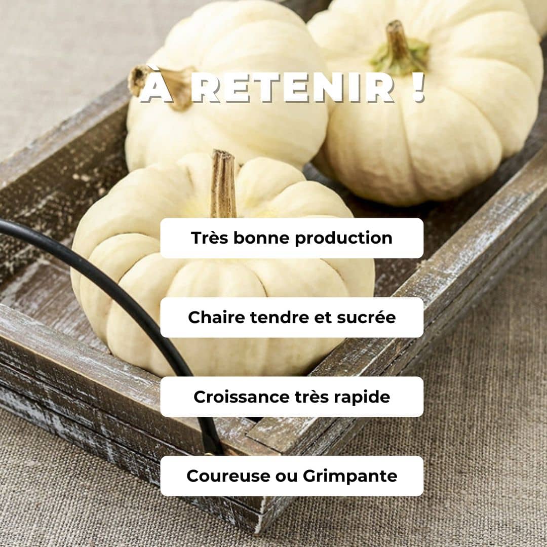 Comment cultiver la courge baby boo à partir de graines avec Monde Végétal