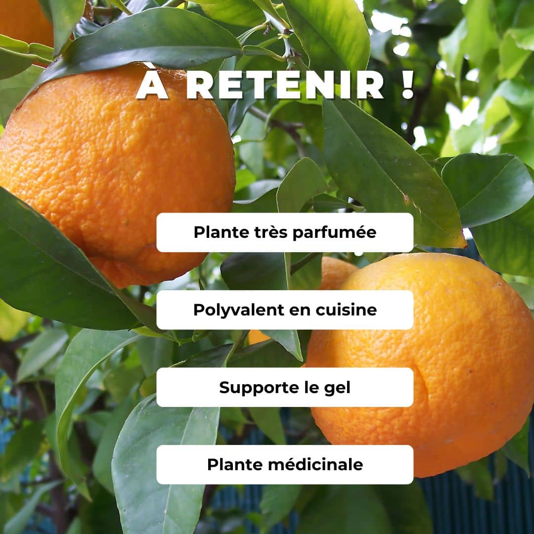 Comment cultiver le Bigaradier monde végétal
