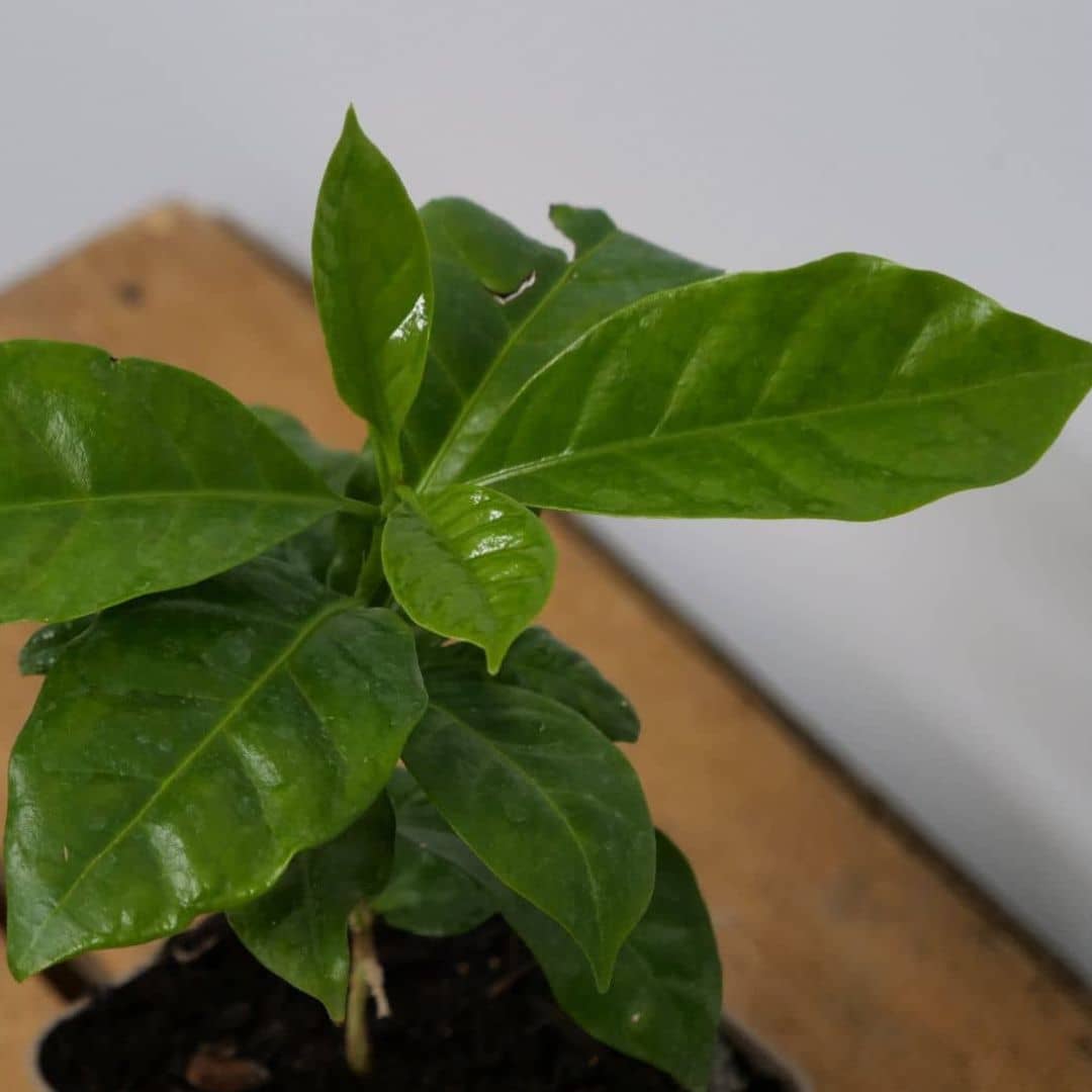 Comment cultiver le café nain à la maison monde vegetal