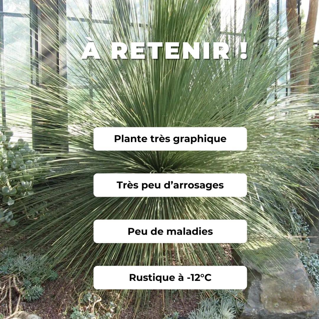PLANT - Dasylirion à feuilles de jonc (Dasylirion longifolium)