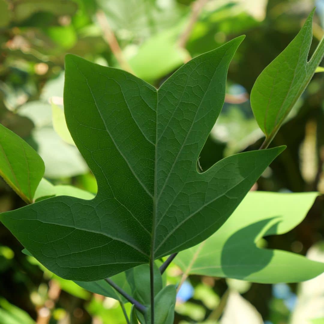 Comment cultiver le tulipier de virginie monde vegetal
