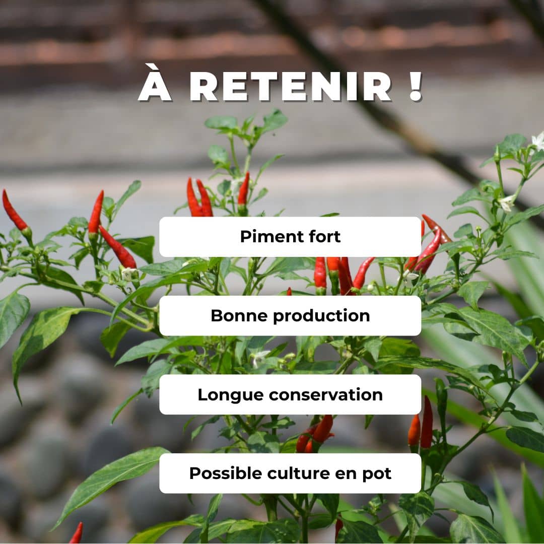 Comment cultiver les graines de piment oiseau Capsicum frutescens monde végétal