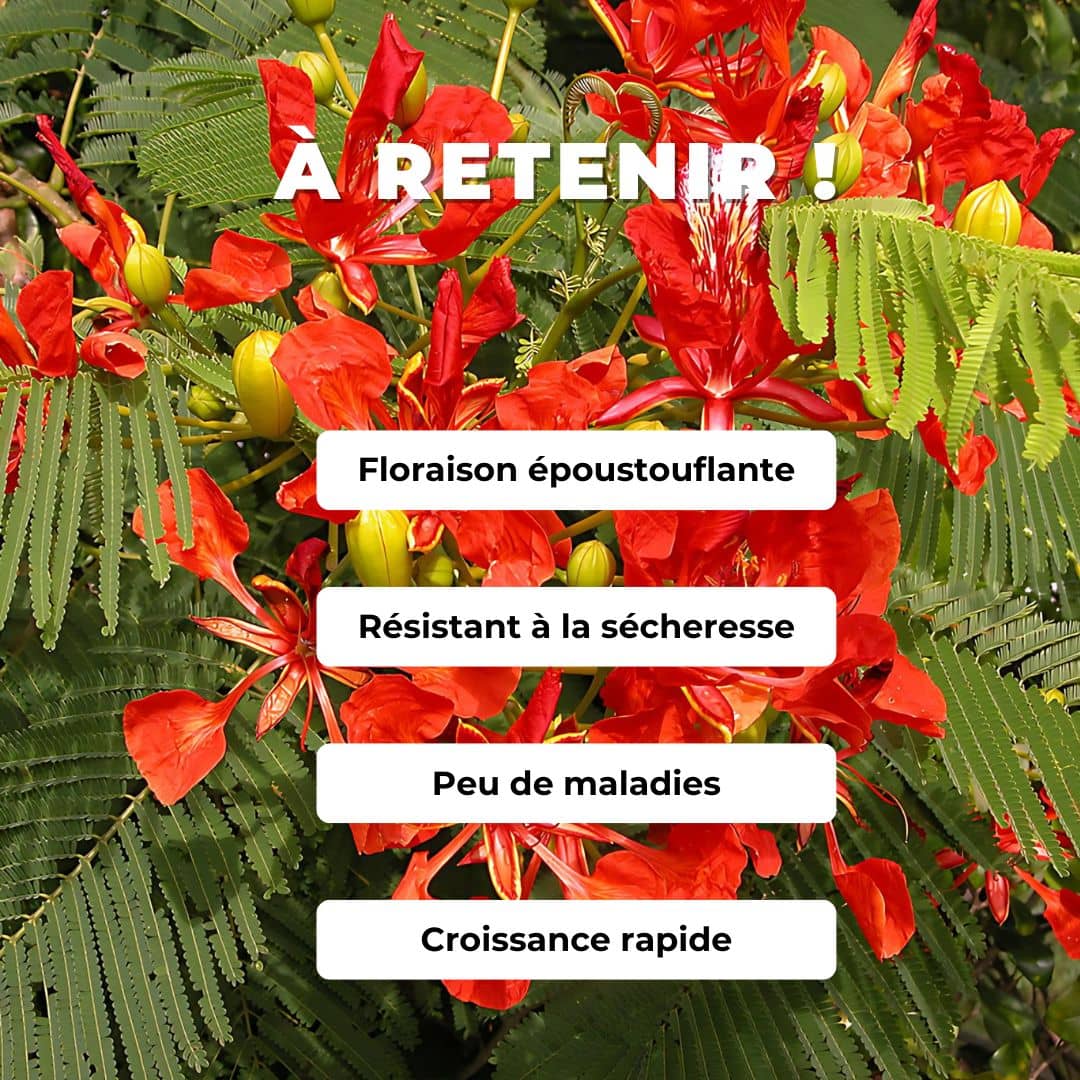 Comment faire germer des graines de delonix regia flamboyant rouge
