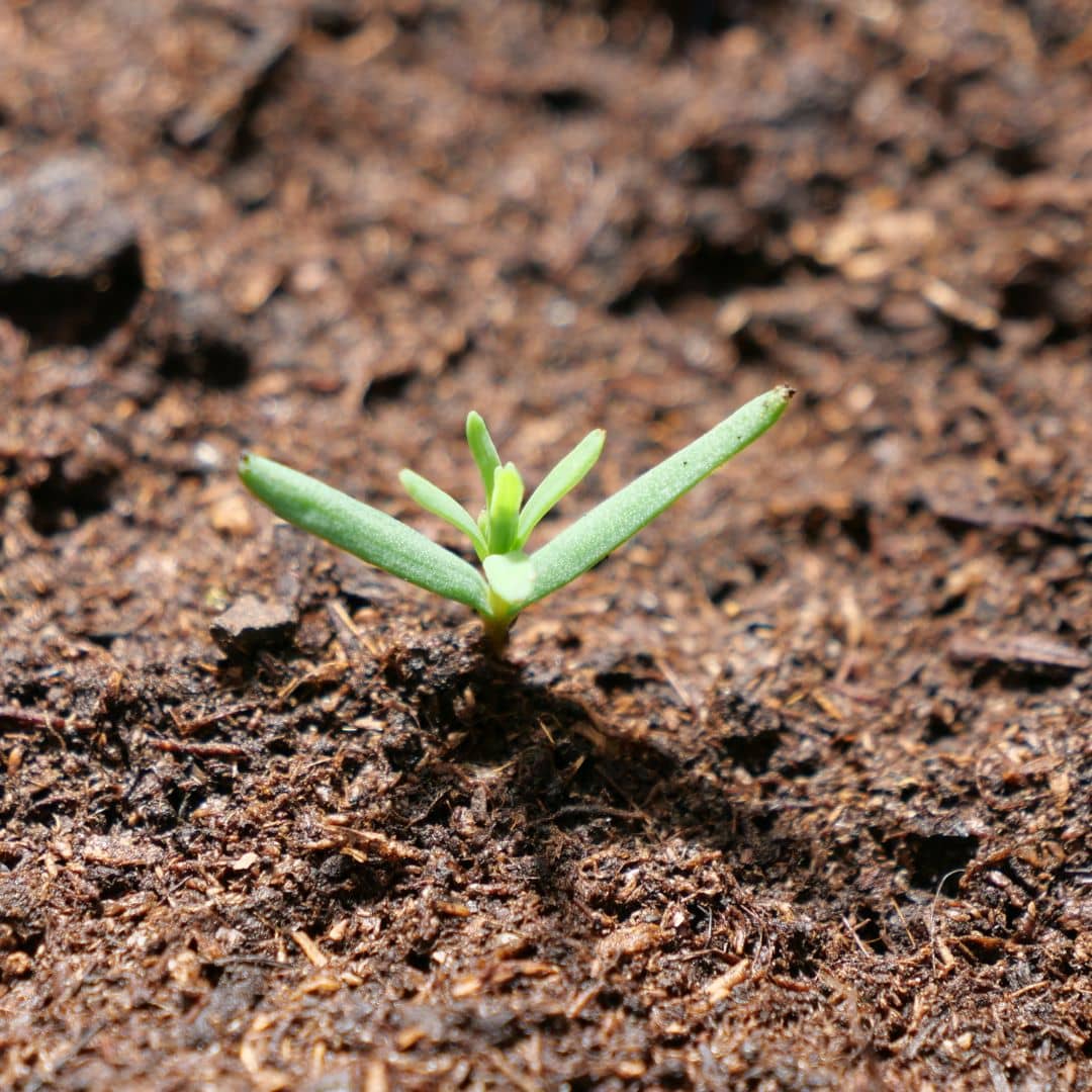 Comment faire germer des graines de sequoia sempervirens sequoia toujours vert à feuilles d'if