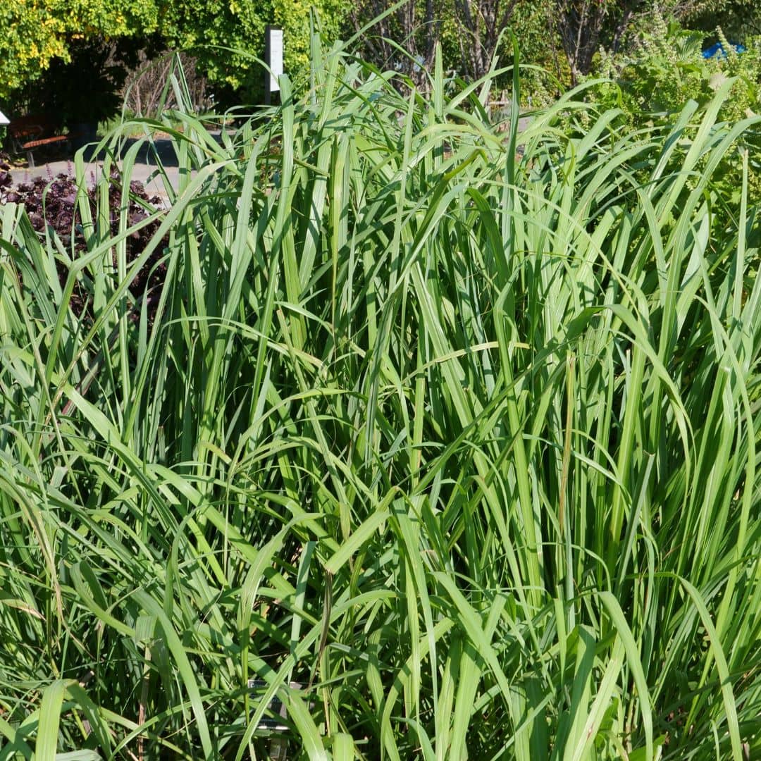 Comment planter et cultiver la Citronnelle de madagascar monde vegetal
