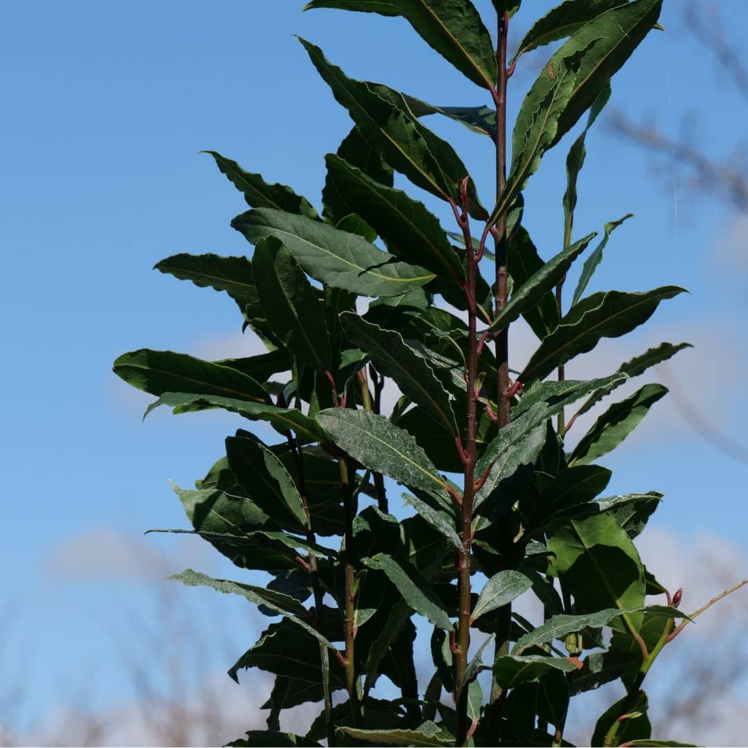 Comment planter le laurier noble laurus nobilis avec monde végétal