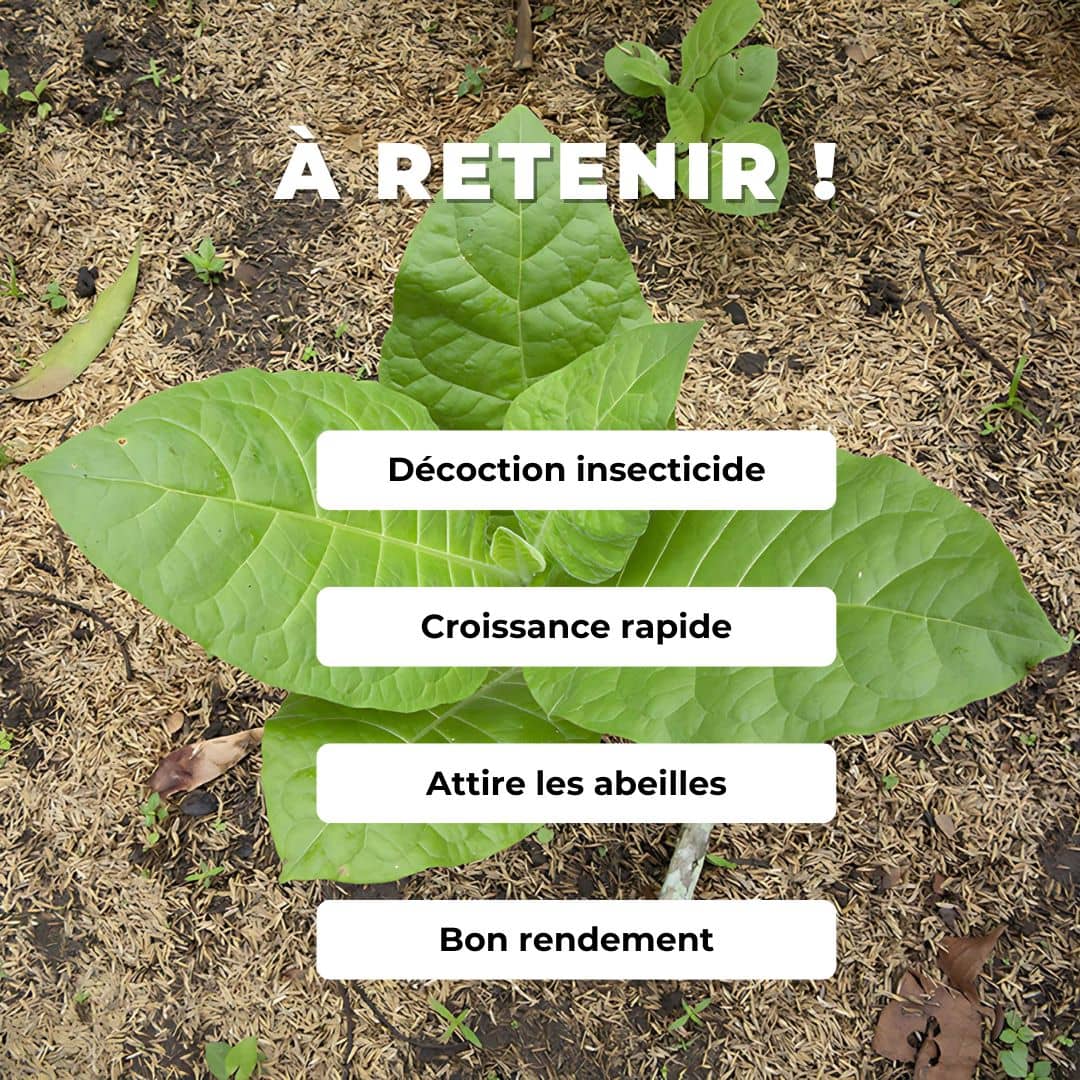 Comment semer, cultiver et récolter le Petit Tabac